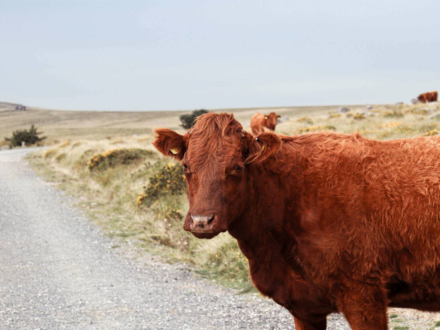 Eine braune Dartmoor-Kuh in der südenglischen Prärie.
