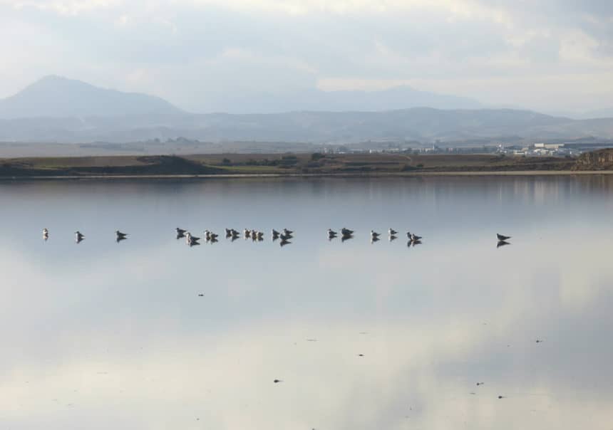 Larnakas Salzsee: ein Refugium für Wildvögel und Paradies für Ornithologen. 