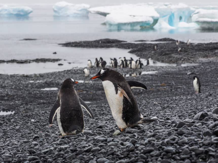 Am Ufer von Brown Bluff in der Antarktis hat sich eine kleine Kolonie Eselpinguine eingefunden.