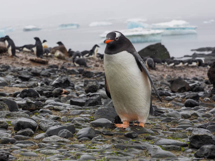 Ein Eselspinguin in Nahaufnahme watschelt bei Brown Bluff über die Steine.