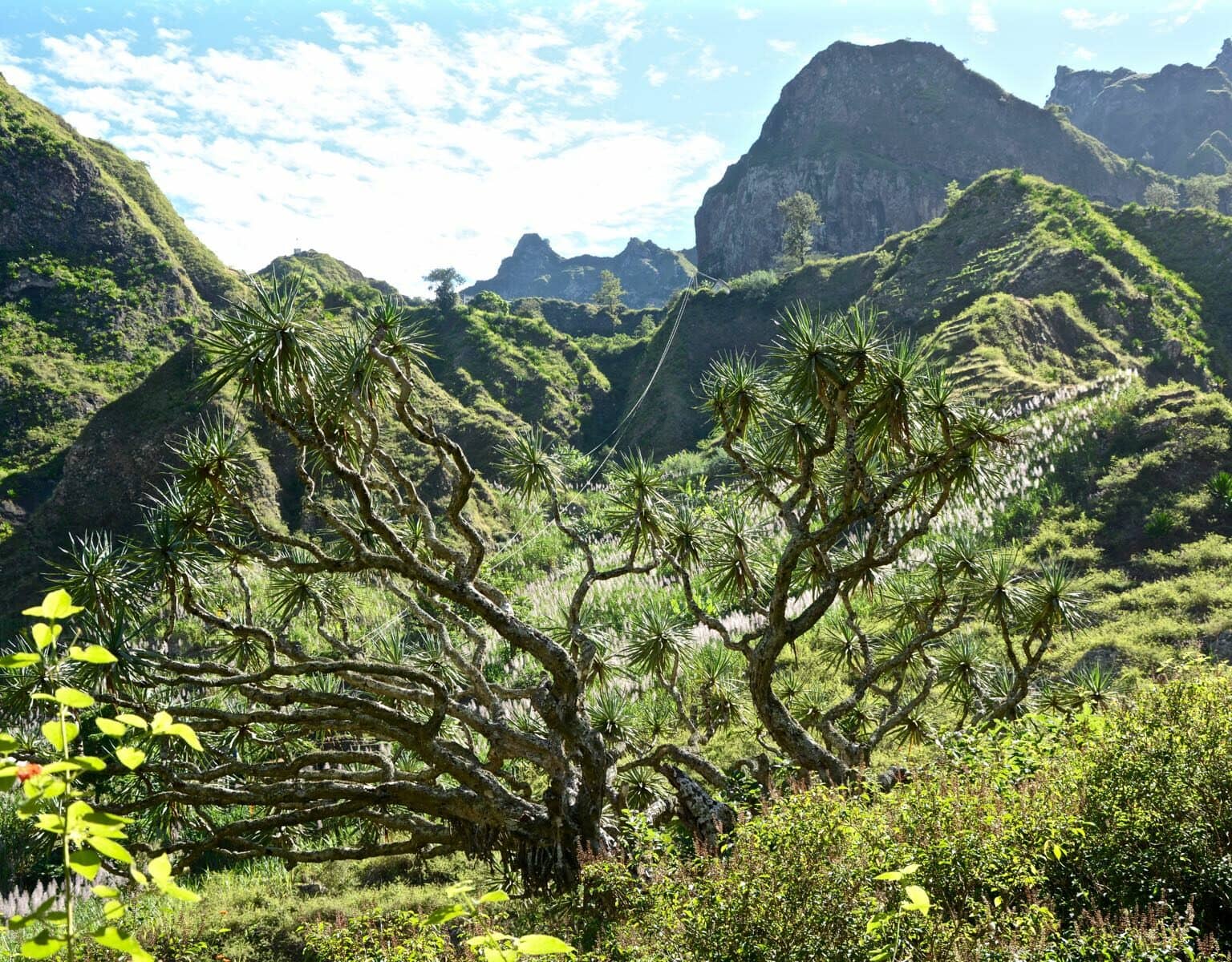 Im Paúl-Tal auf der Kapverdische Insel Santo Antao herrscht tropisches Klima und dieses sorgt für eine üppige Vegetation.