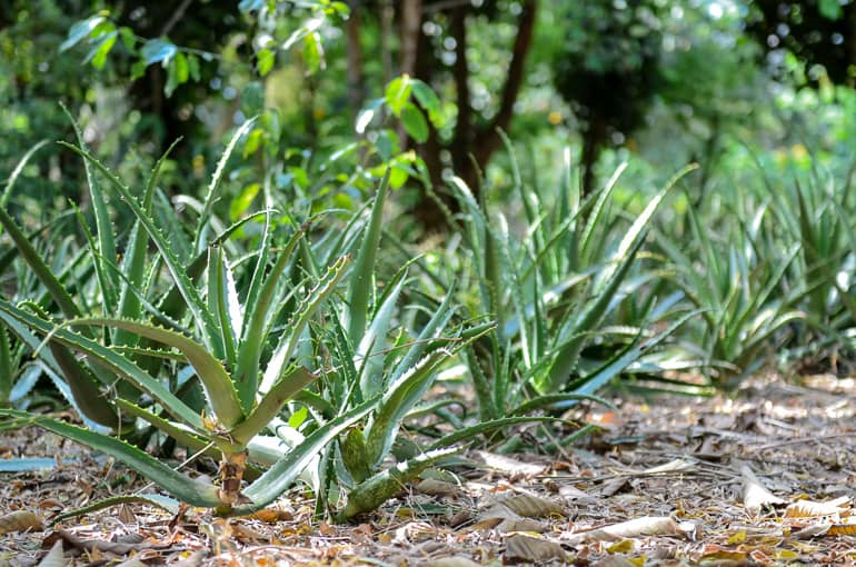 Auf den Gewürzplantagen Sansibars wächst die Grundlage für viele Gerichte.
