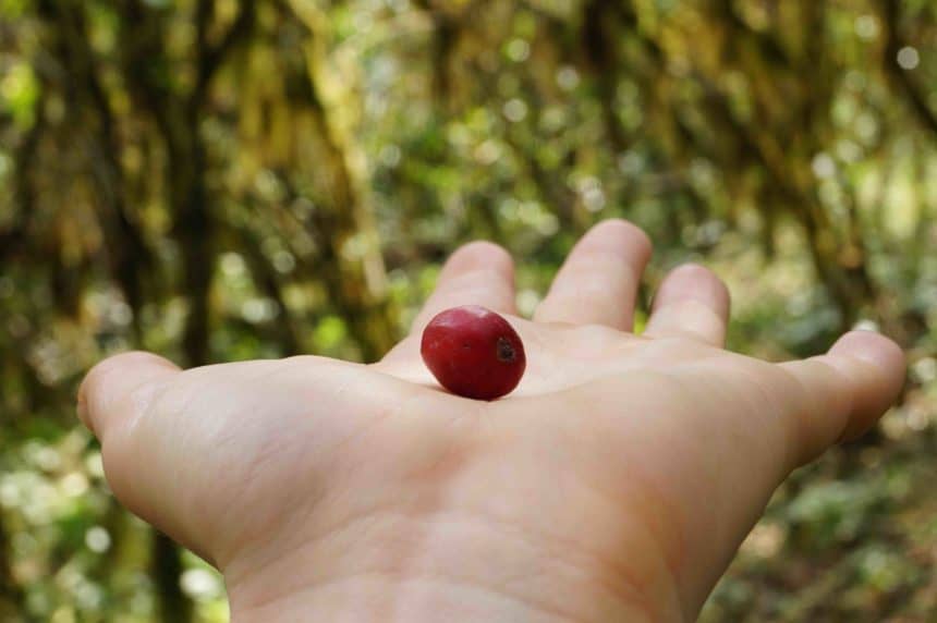 Auf einer ausgestreckten Hand zwischen den Wildkaffeesträuchern von Bonga, Äthiopien, zeigt sich eine kleine rote Kaffeebohne.