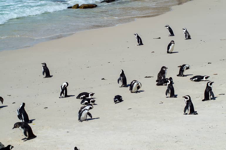 In Südafrikas Kapregion am sandigen Boulders Beach tummeln sich Brillenpinguine.