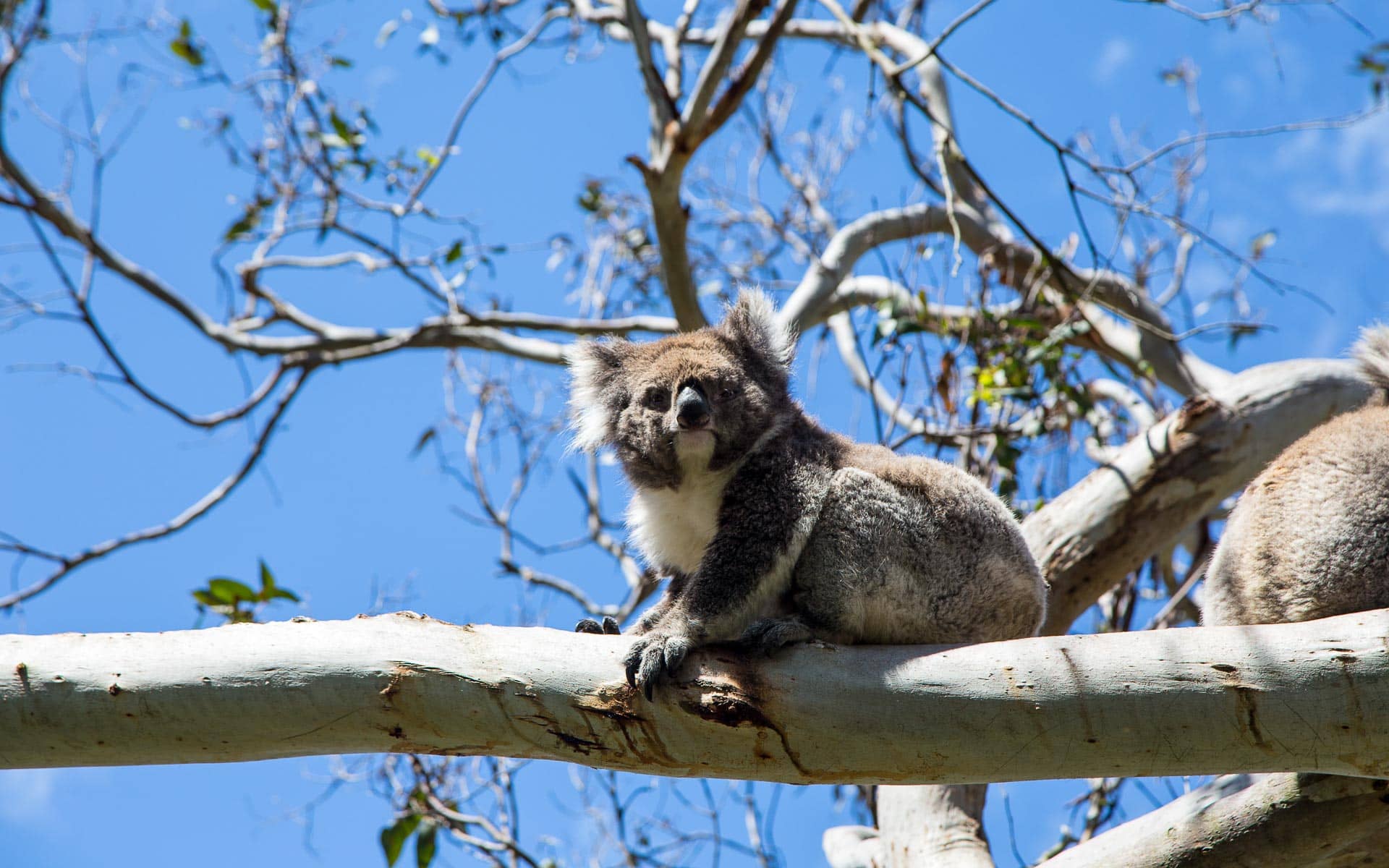 Roadtrip durch Victoria: Melbourne, Phillip Island und Yarra Valley
