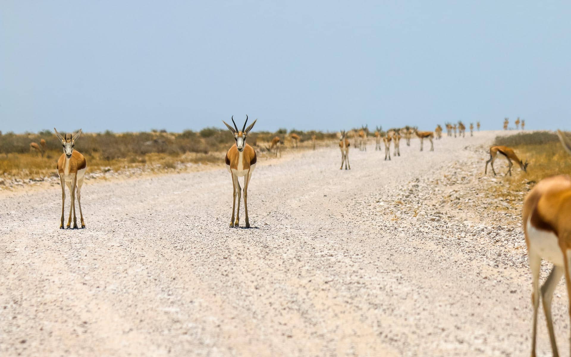Auf einer Schotterstraße im Ethosha National Park in Namibia haben sich einige Impalas neugierig auf den Weg gemacht.
