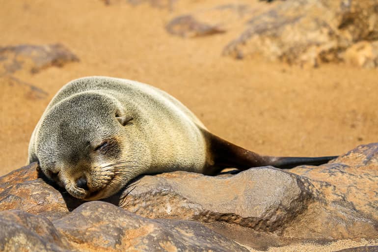 Faul in der Sonne liegen – die Hauptaufgabe der Seelöwen.