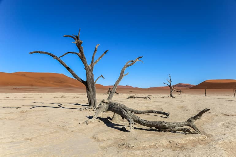 Das Dead Vlei mit seinen vertrockneten Bäumen ist ein ganz besonderer Ort.