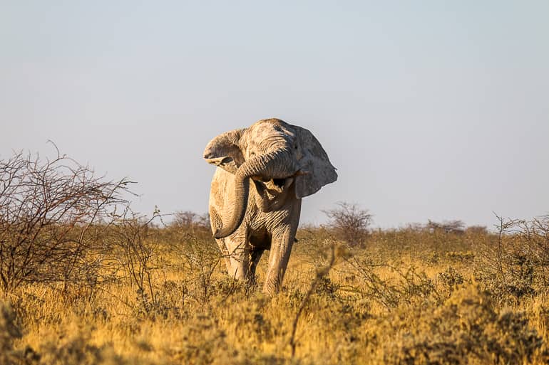 Die Wasserlöcher sind für alle Tiere ein großer Spaß.