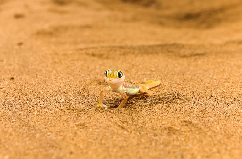 Der Namibgecko gehört zu den berühmten Little Five Namibias.