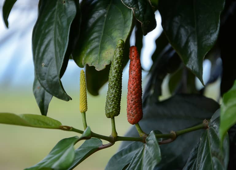 Auf La Plantation wird grüner, schwarzer und roter Kampot-Pfeffer angebaut - das Gold Kambodschas.