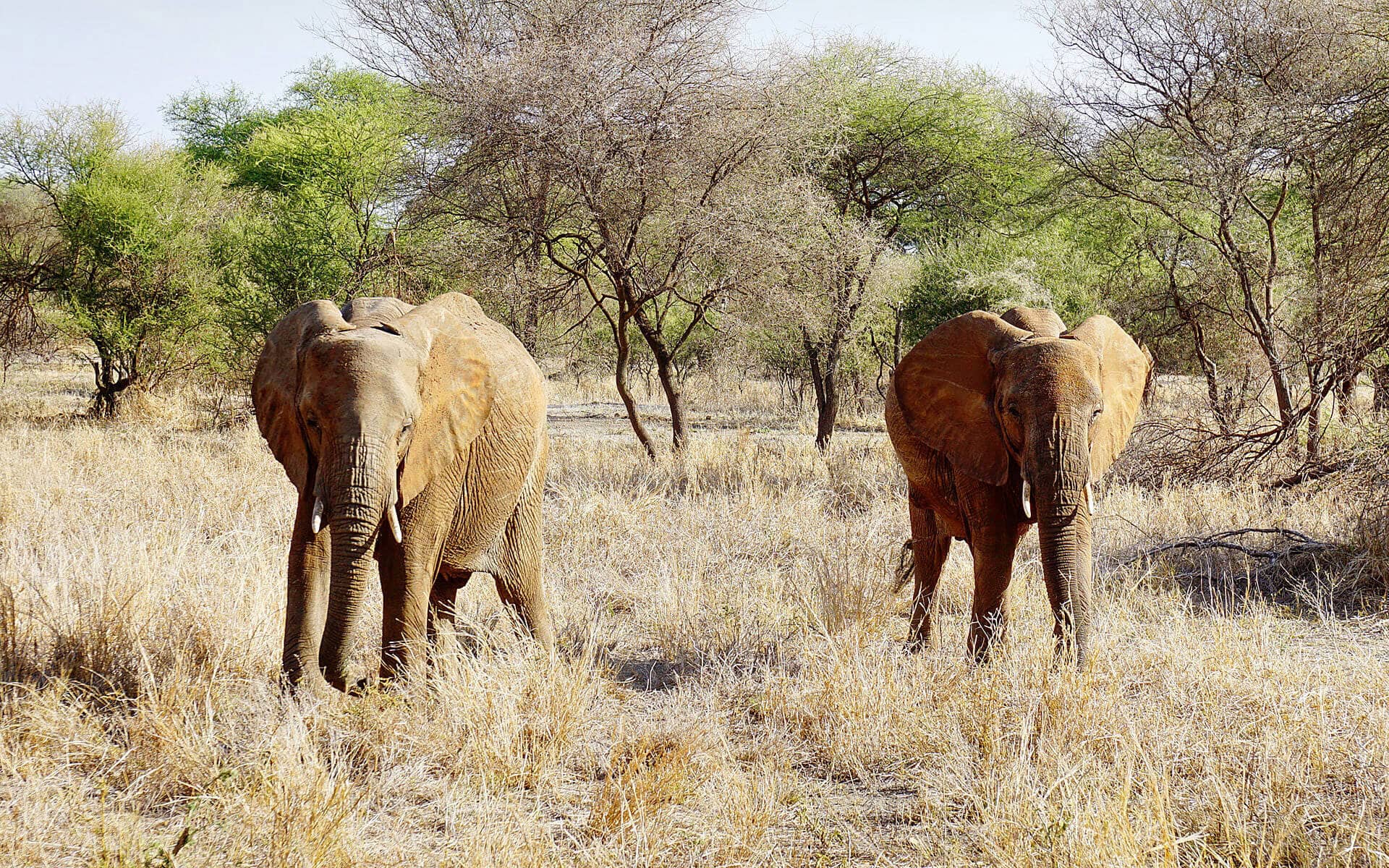 Anbieter, Kleidung, Packliste: Tipps für die Safari