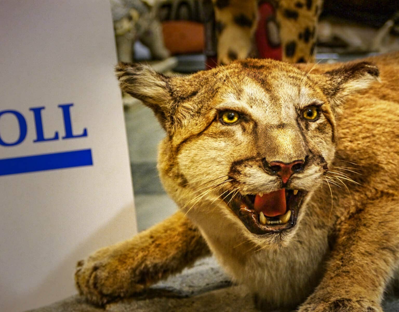 Ausgestopfte Raubkatzen, Reptilien & Co.: Finger weg von diesen verbotenen Souvenirs