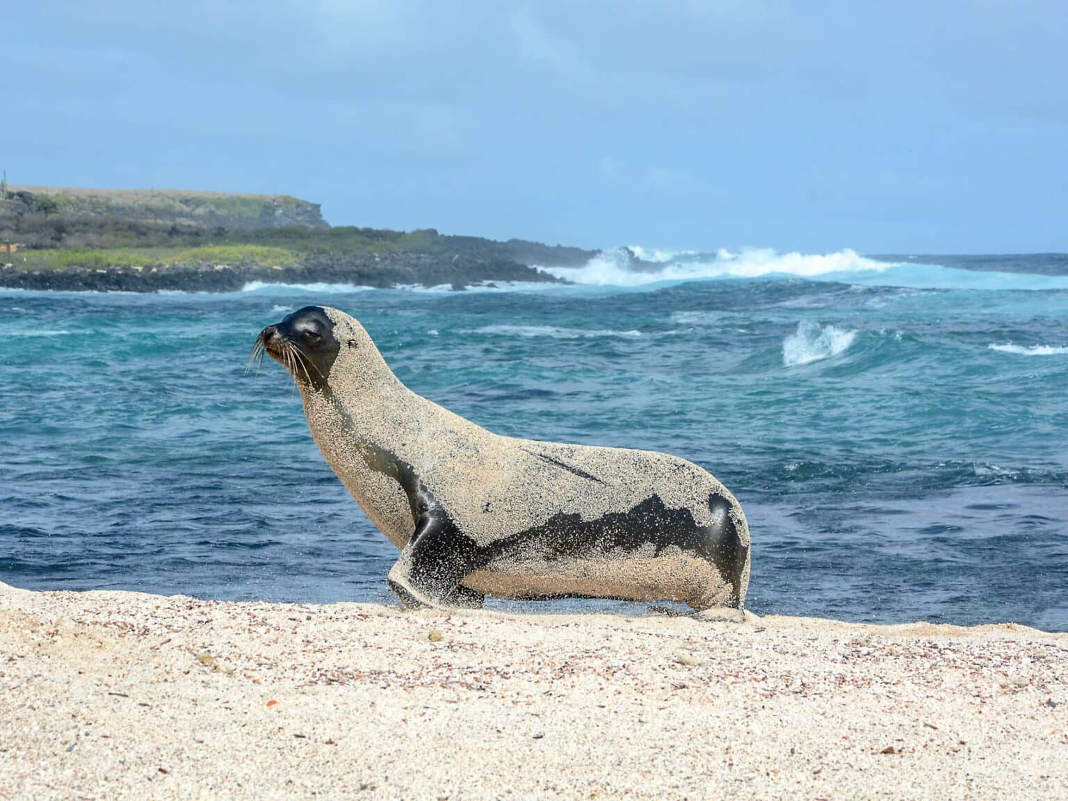 Sehen und gesehen werden am weitläufigen Strand La Lobería auf San Cristóbal.