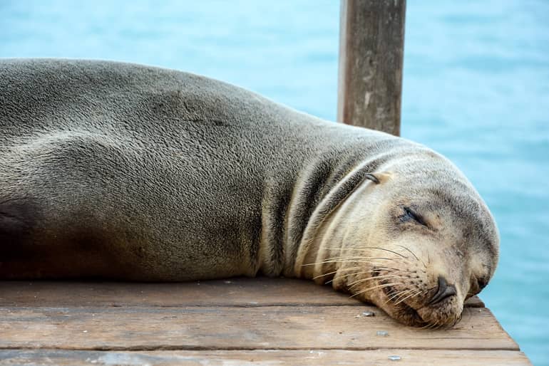 Machen gerne ein Schläfchen, auch auf einem Bootssteg: die Seelöwen auf den Galápagos-Inseln.