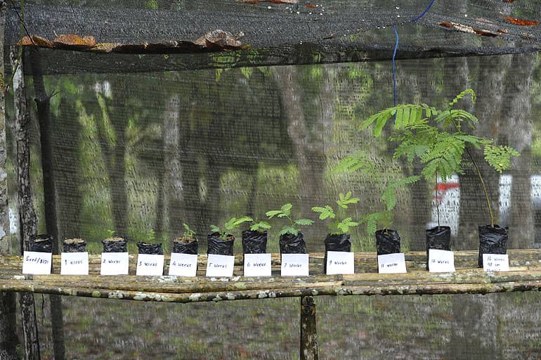 Baumsetzlinge in verschiedenen Größen stehen auf Kalimantan in Borneo auf einem Holzvorsprung für das Pojekt 1 Million Trees zum einpflanzen bereit.