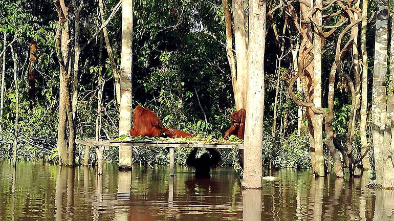 Orang-Utans an ihrer Fütterungsstelle auf der Insel Pulau Kaja.