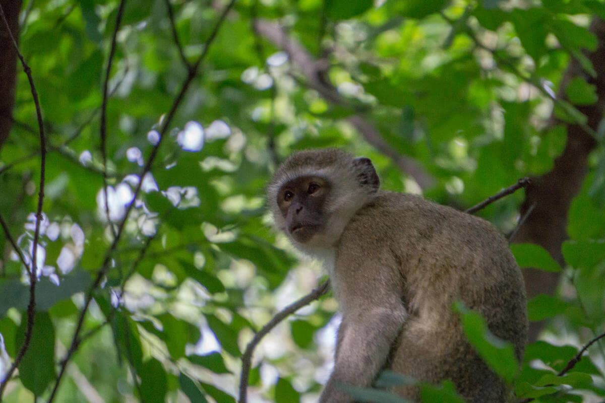 Ein Affe sitzt in den Bäumen nahe der Safari Lodge bei den Vicotoria Falls in Simbabwe.