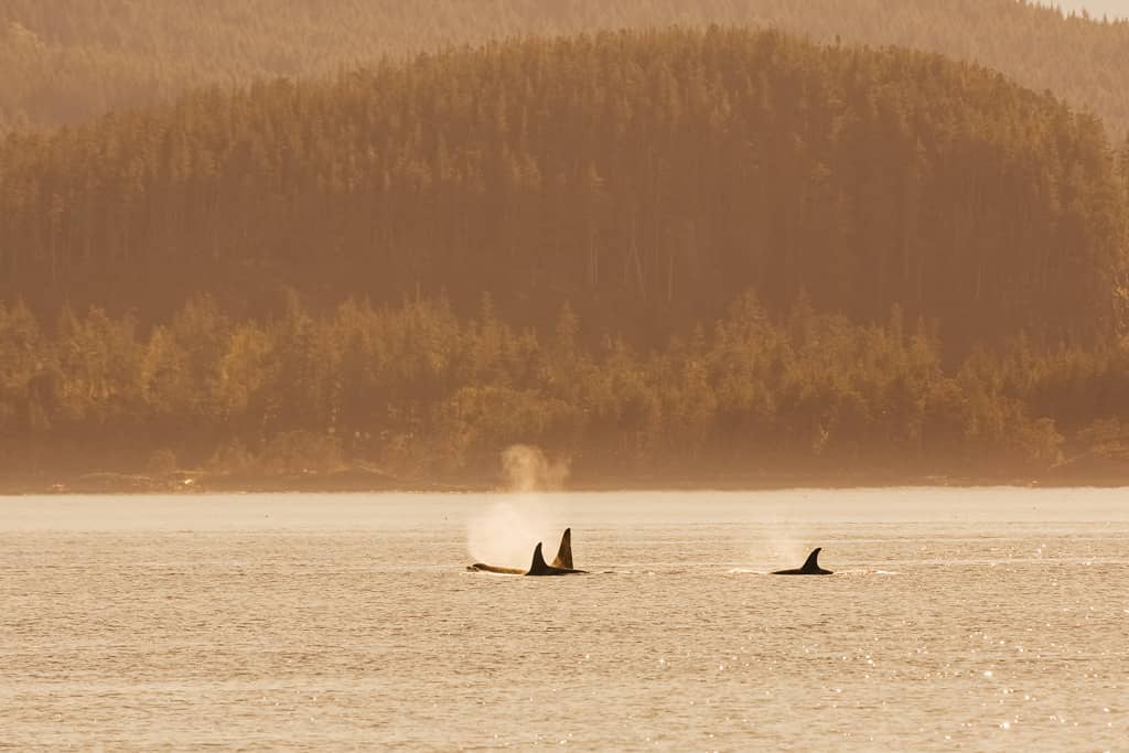 Whale Watching Vancouver Island: Drei Orca Flossen ragen aus dem Wasser raus.