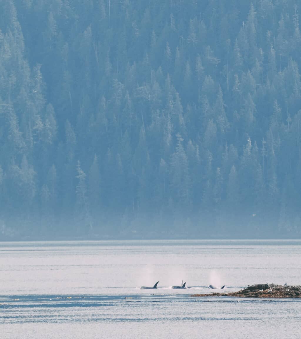Whale Watching Vancouver Island: Drei Orca Flossen ragen aus dem Wasser raus.