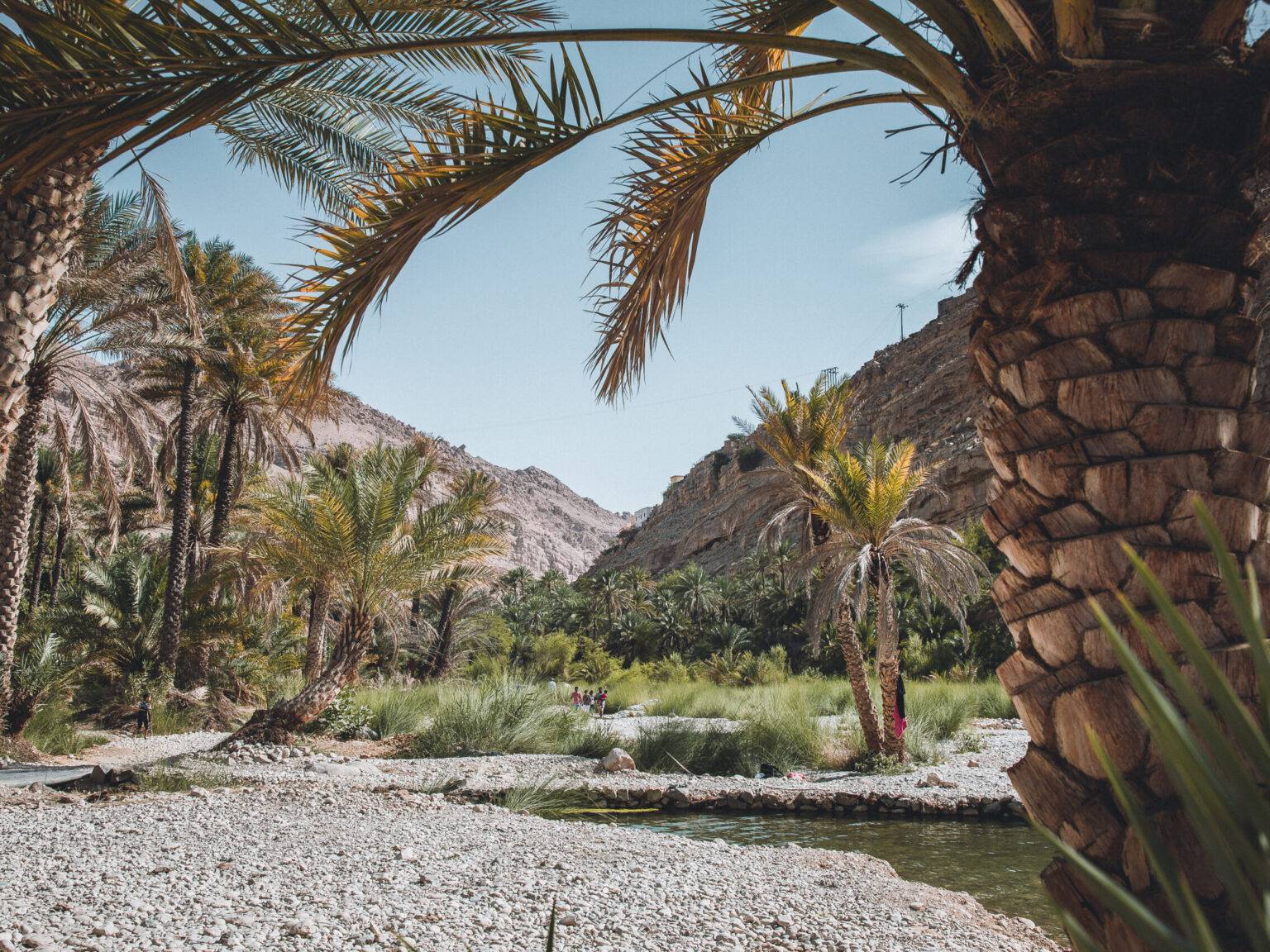 Roadtrip durch den Oman: Palmen mit einem kleinem Fluss dazwischen.