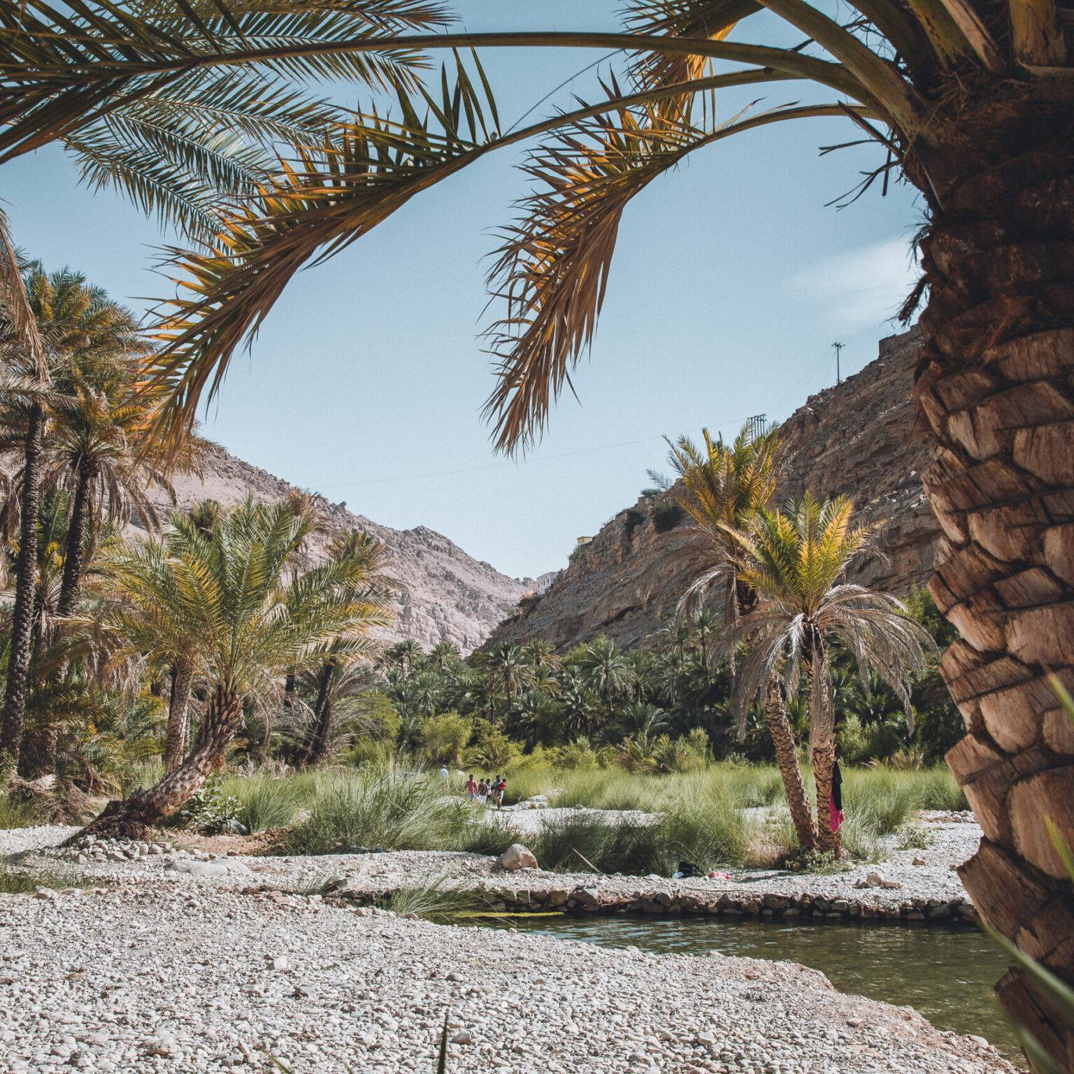 Roadtrip durch den Oman: Palmen mit einem kleinem Fluss dazwischen.