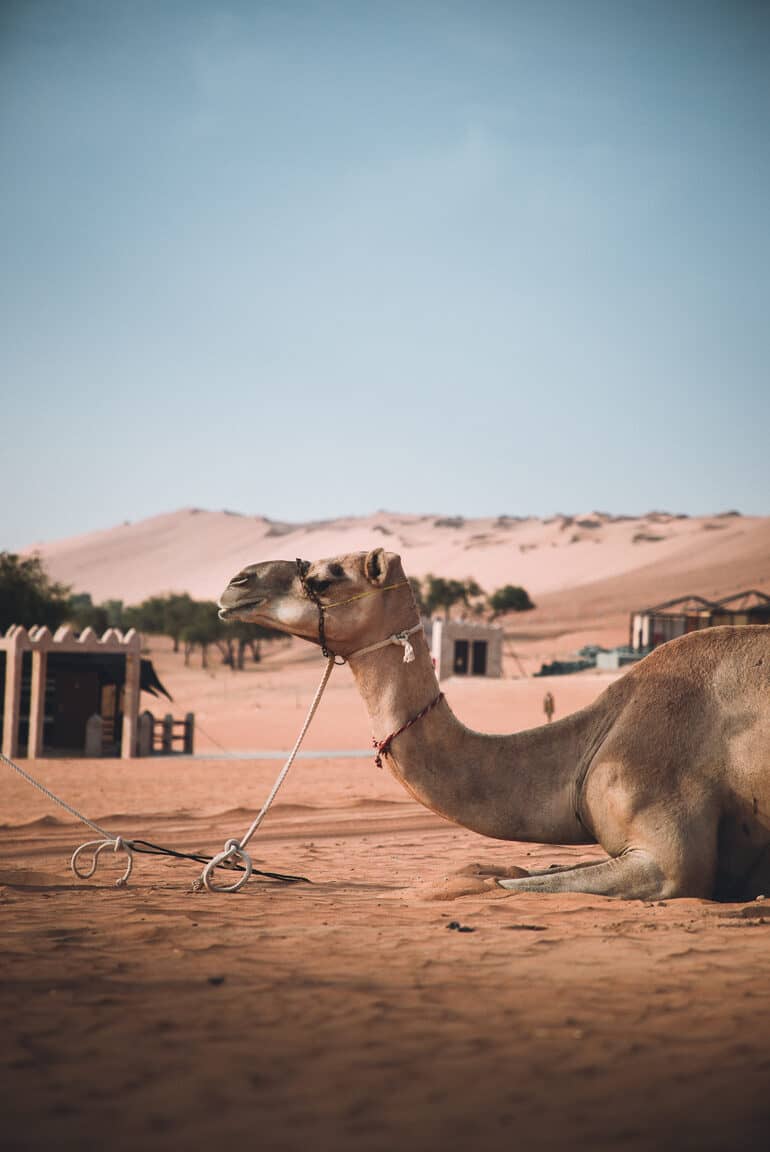 Oman Roadtrip; Reiseroute: Ein Kamel liegt im Sand.