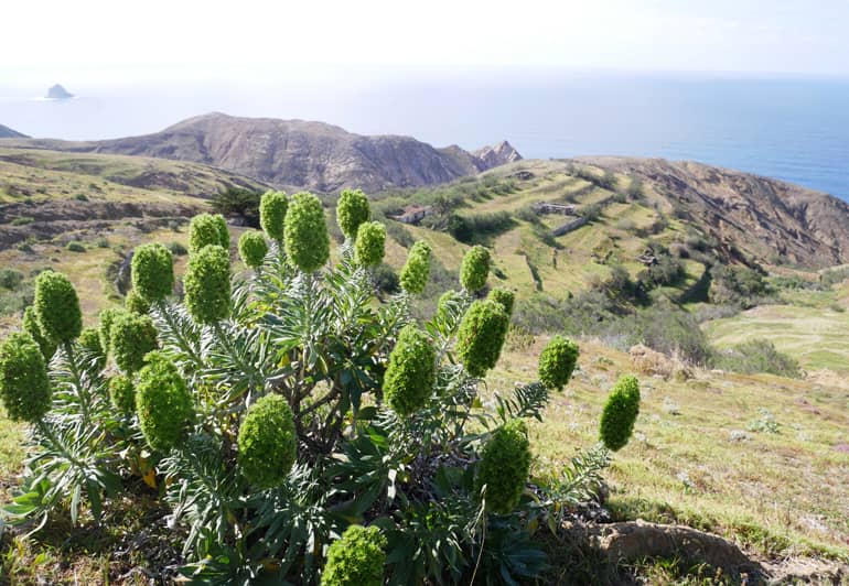 Die Insel Porto Santo liegt abgeschieden auf  rund 42 Quadratkilometer.