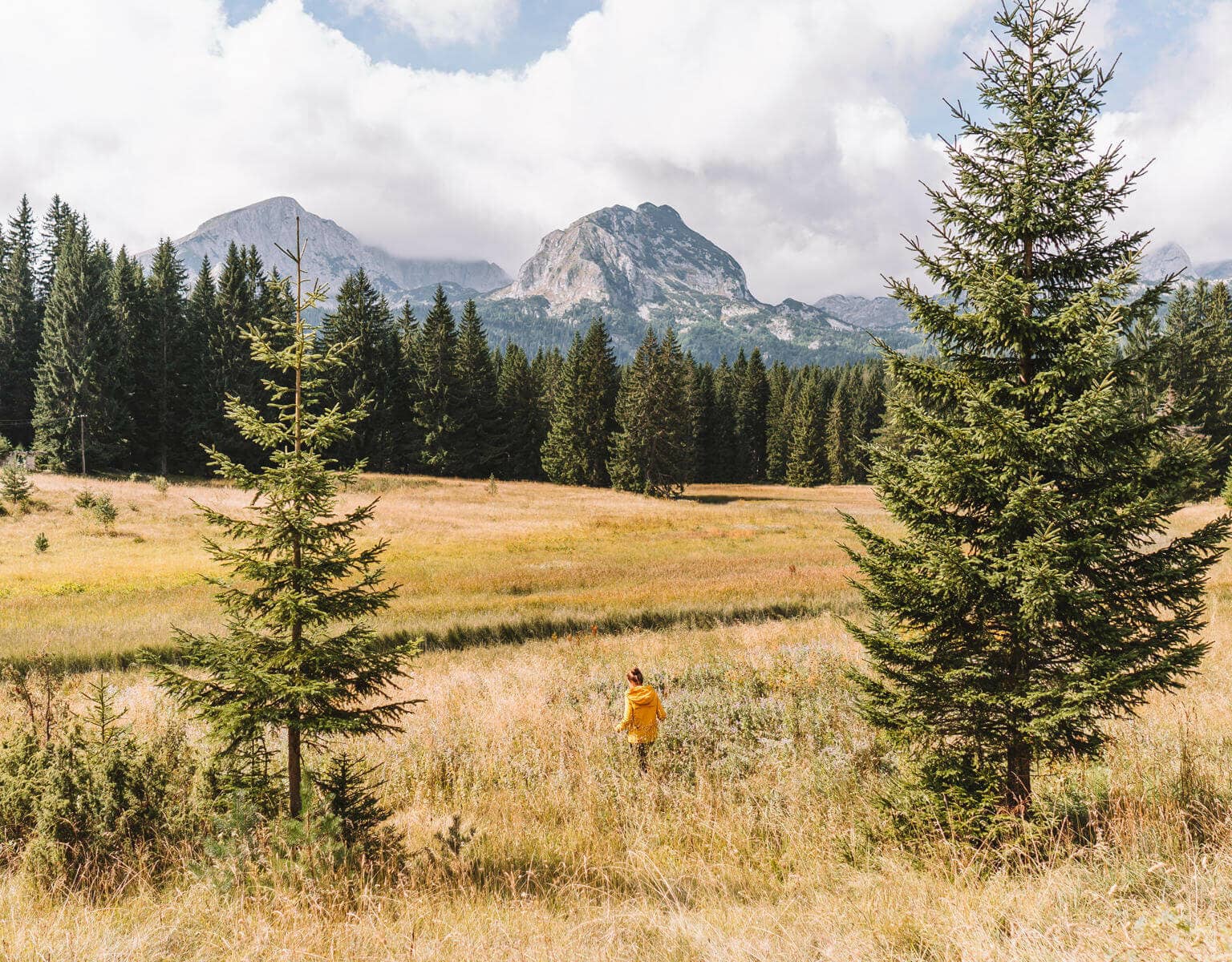 Hinter der Wiese und dem Wald sieht man die Berge hinausragen.