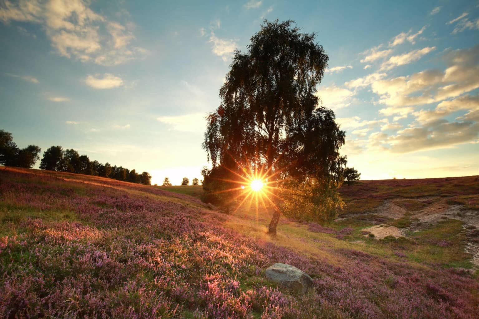 Ein Stück niedersächsische Idylle erlebt ihr bei einem Wochendtrip in die Lüneburger Heide.