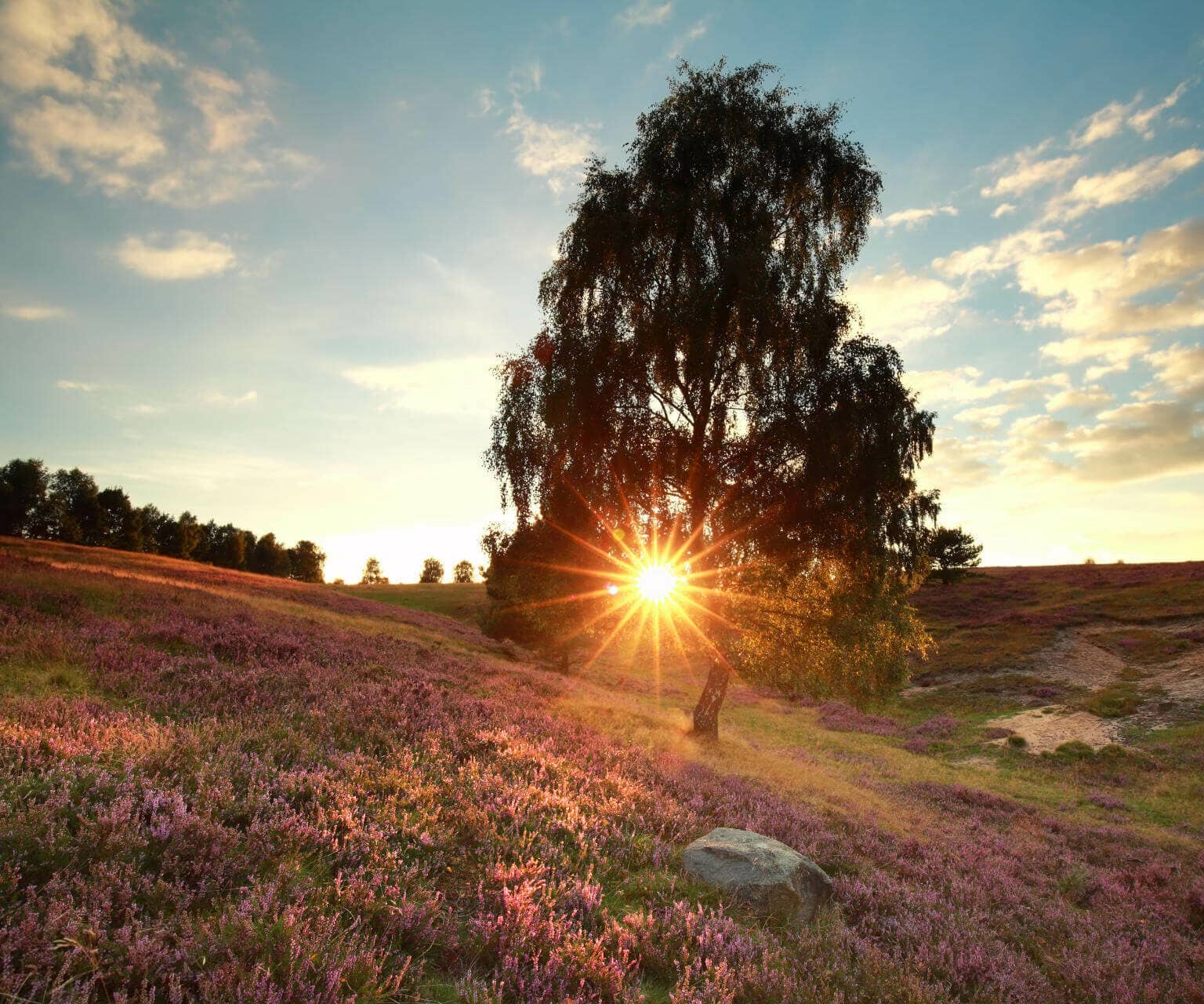 Am Wilseder Berg in Niedersachsen in der Lüneburger Heide blüht die Heide bei Sonnenuntergang.