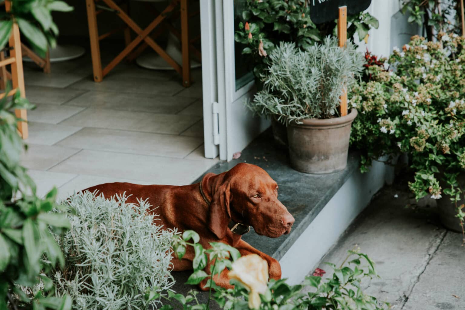 Hunde erlaubt: Auch der Hund des Inhabers schaut gerne mal vorbei.