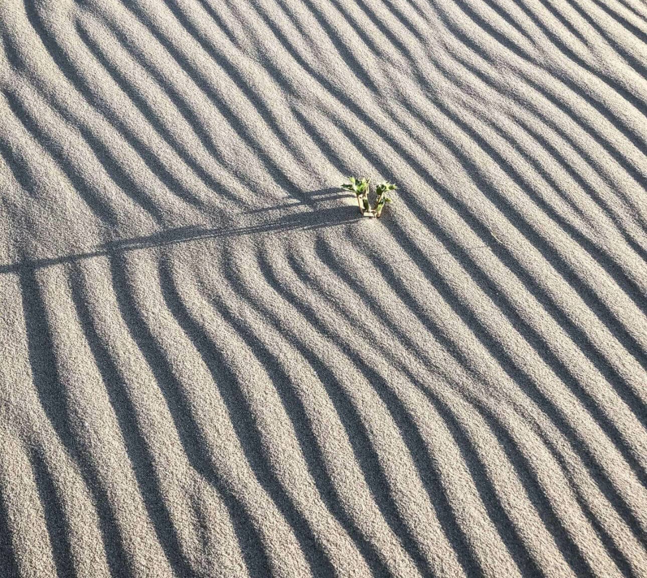 Eine Pflanze die aus dem Sand ragt an einem Strand in den Niederlanden