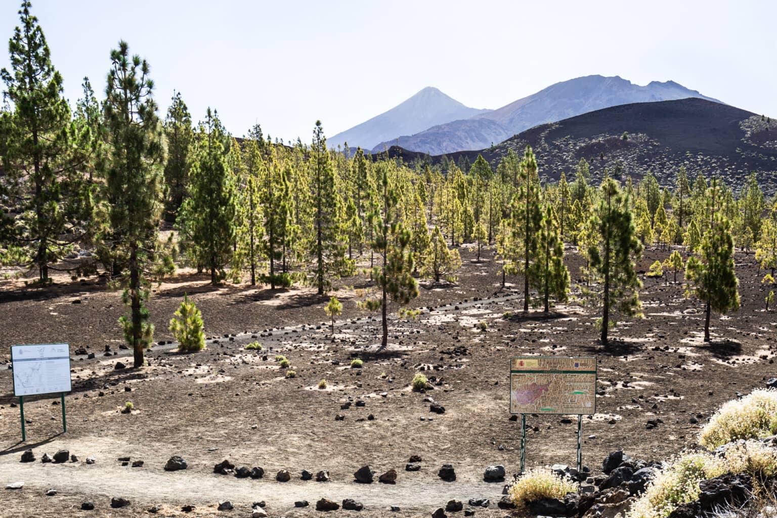 Nur wenige Bäume sind im sehenswerten Teide Nationalpark auf Teneriffa zu finden, die Landschaft ist eher karg.