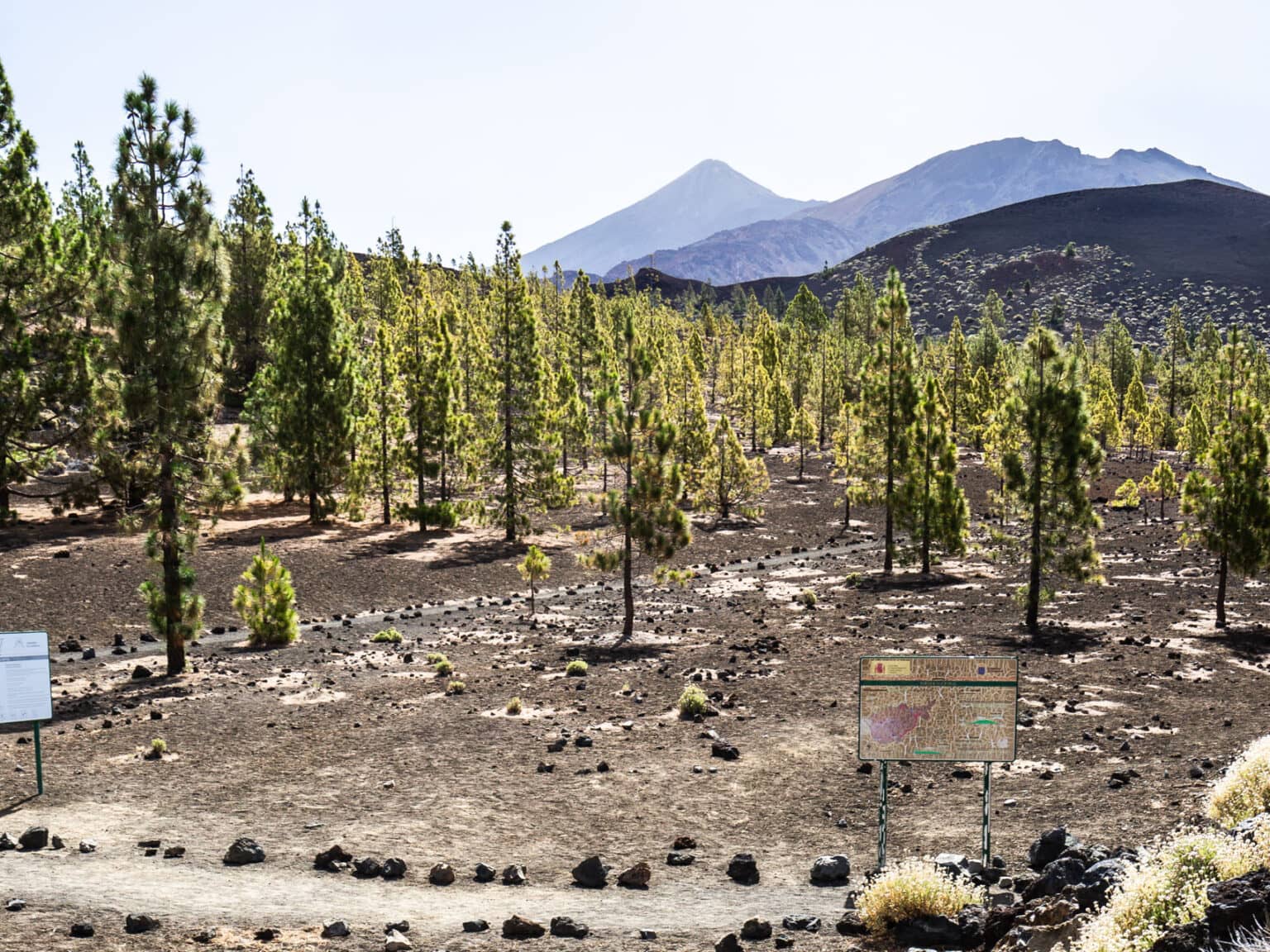 Nur wenige Bäume sind im sehenswerten Teide Nationalpark auf Teneriffa zu finden, die Landschaft ist eher karg.