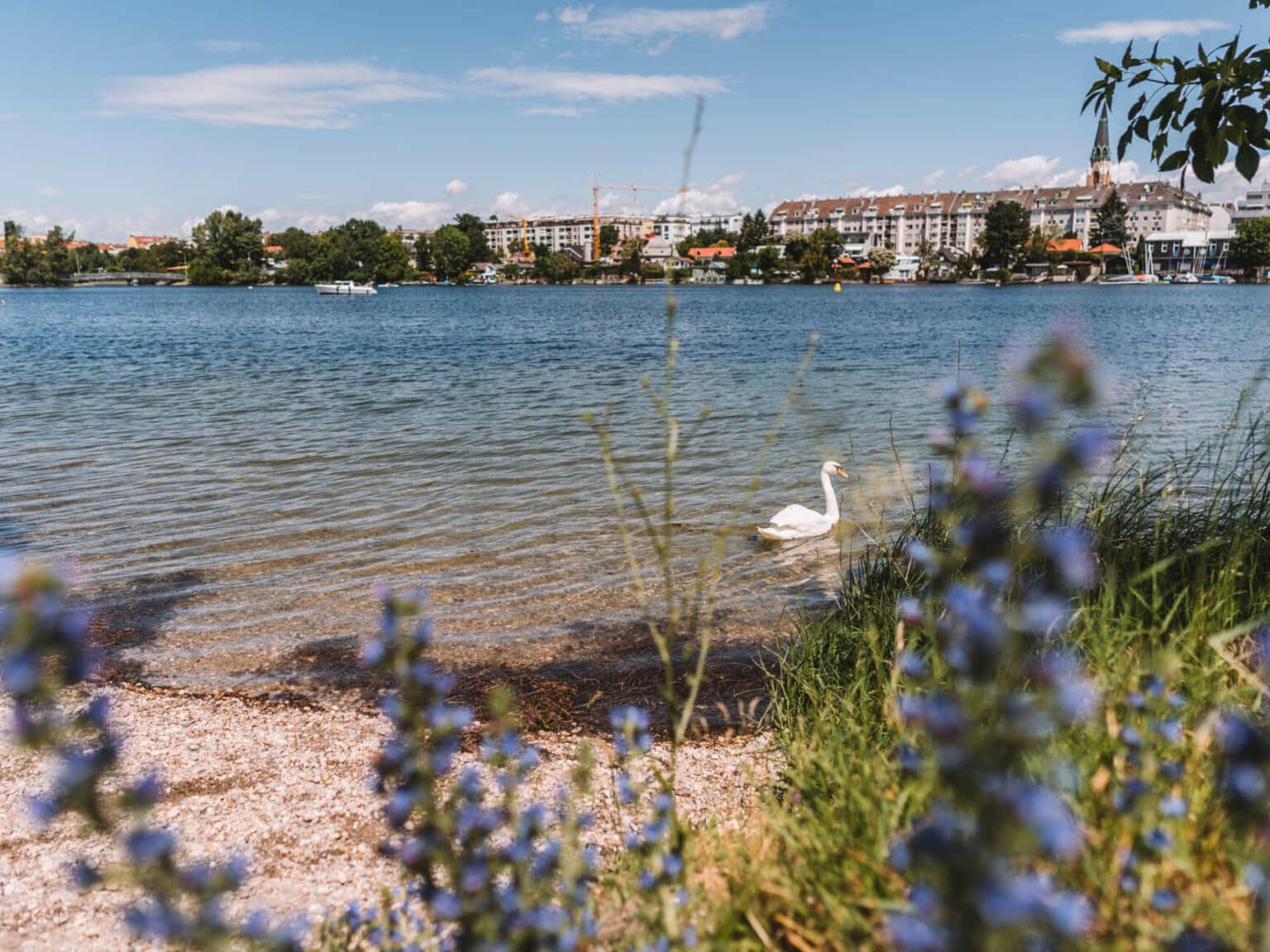Blick vom Ufer auf die Alte Donau und einen dahinterliegenden Häuserblock in Wien, ein Schwan schwimmt im Wasser.