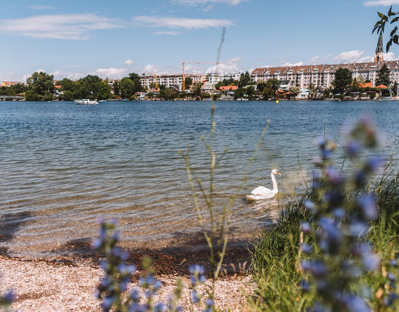 Am kiesigen Ufer der alten Donau schwimmt ein Schwan im Wasser, auf der gegenüberliegenden Seite haben vor der Kulisse der Altstadt geankert.