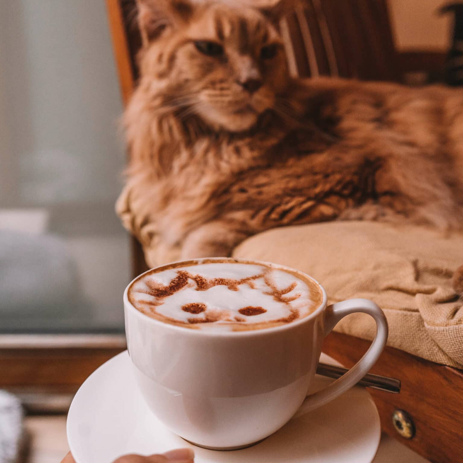 Eine Tasse Cappucino und eine Katze im Katzencafé Wien