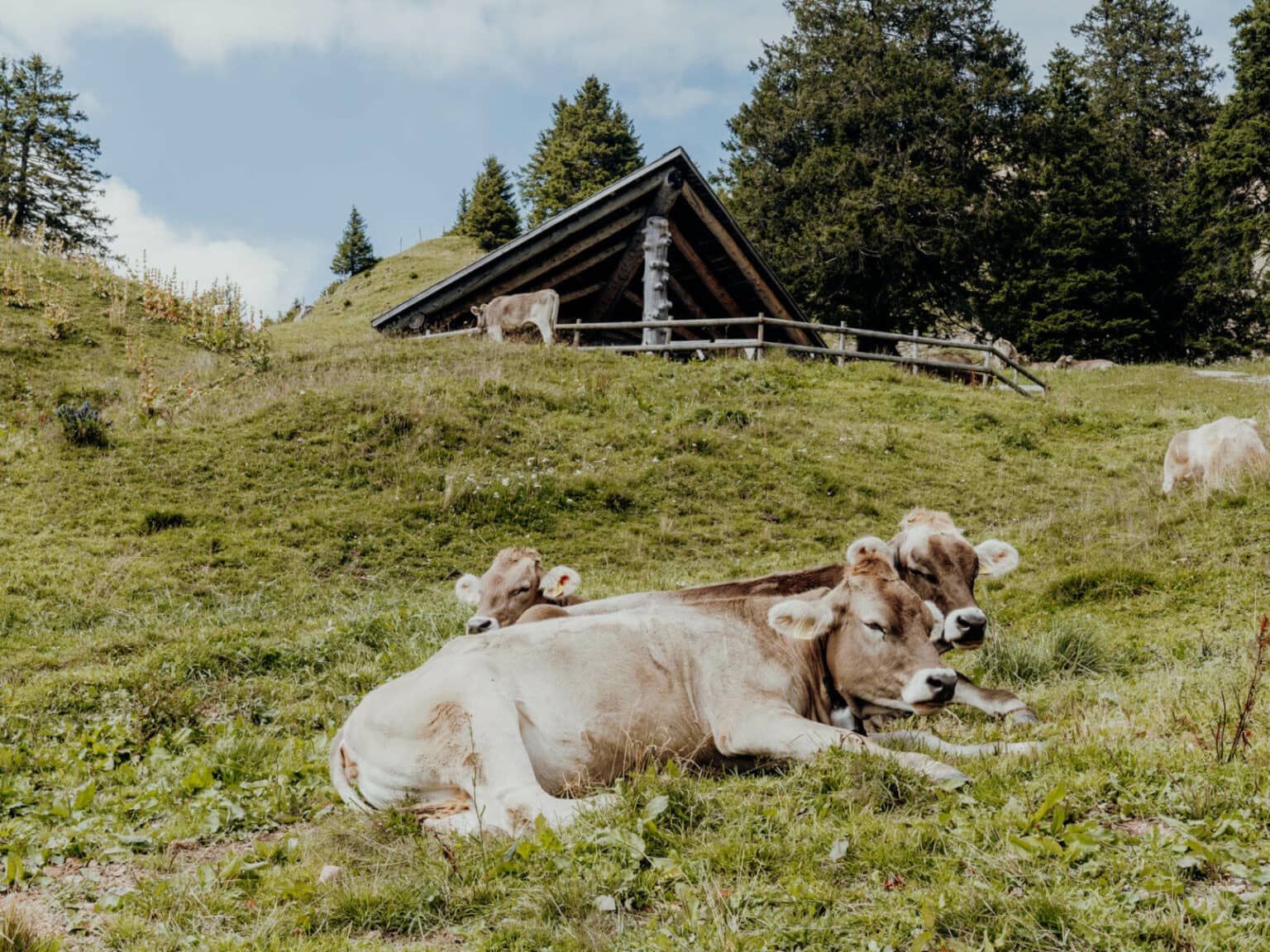 Kühe liegen auf einer Wiese, der Rigi, im Hintergrund liegt ein traditionelles Holzhaus auf der Rigi in der Schweiz.