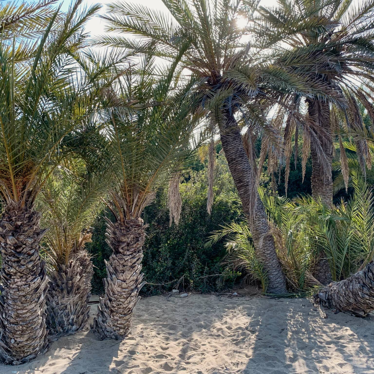 Palmenstrand Vai