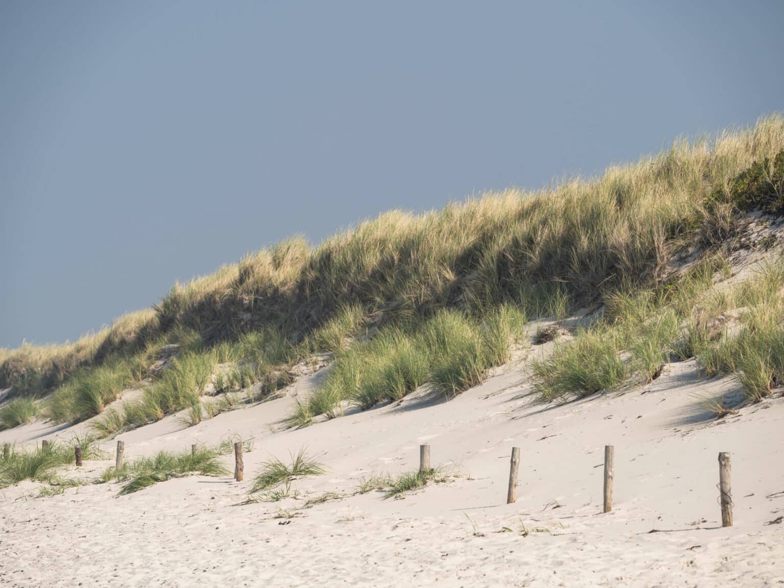 Eine Düne am Weststrand in Darß mit weißem Sand und Gräsern bewachsen liegt unter blauem Himmel.