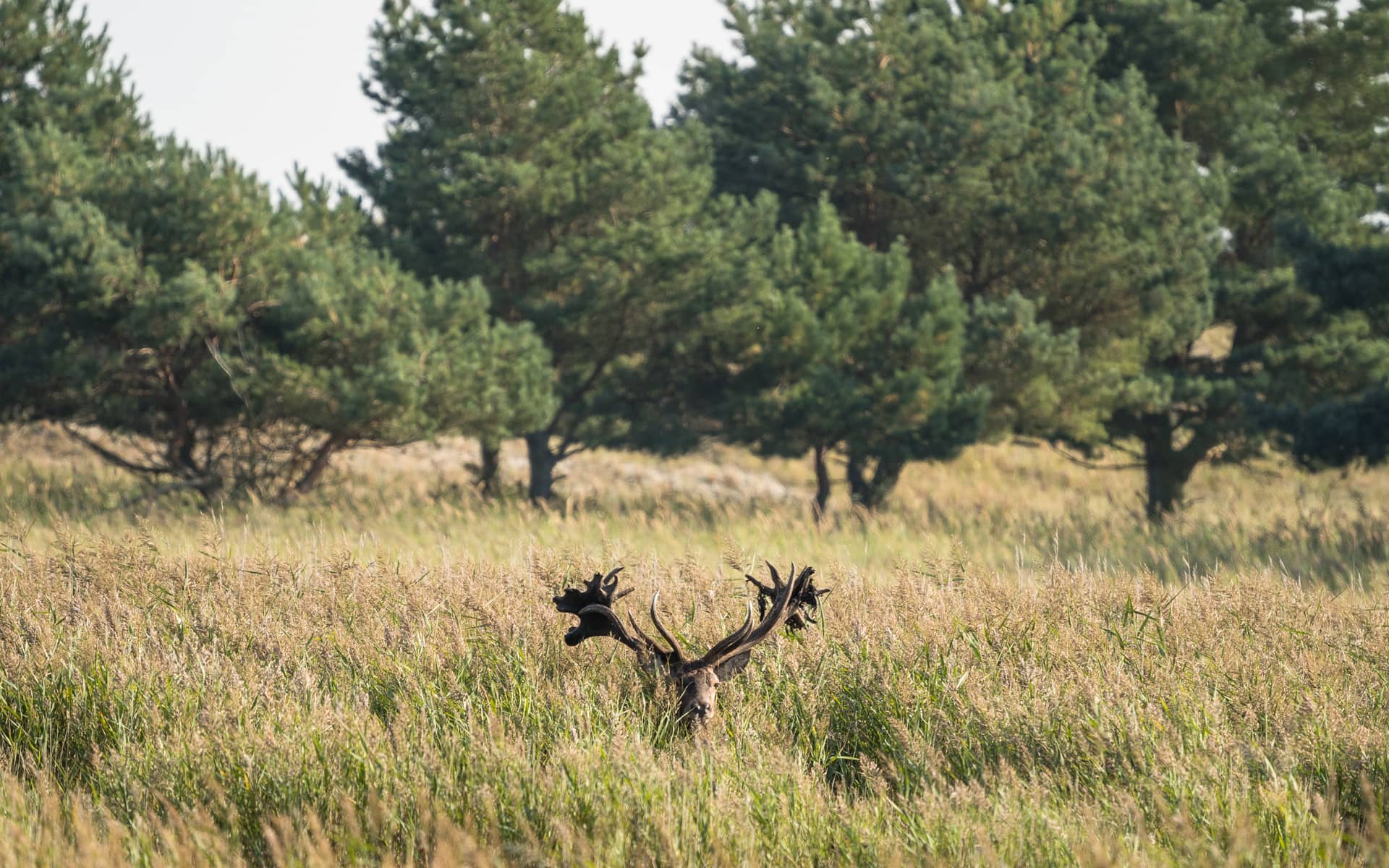 Drei atemberaubende Nationalparks in Mecklenburg-Vorpommern