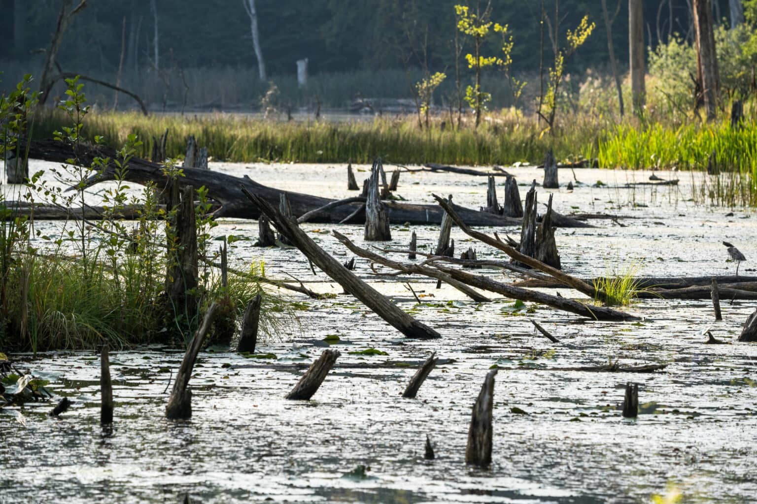 Ein Highlight an der Mecklenburgischen Seenplatte.