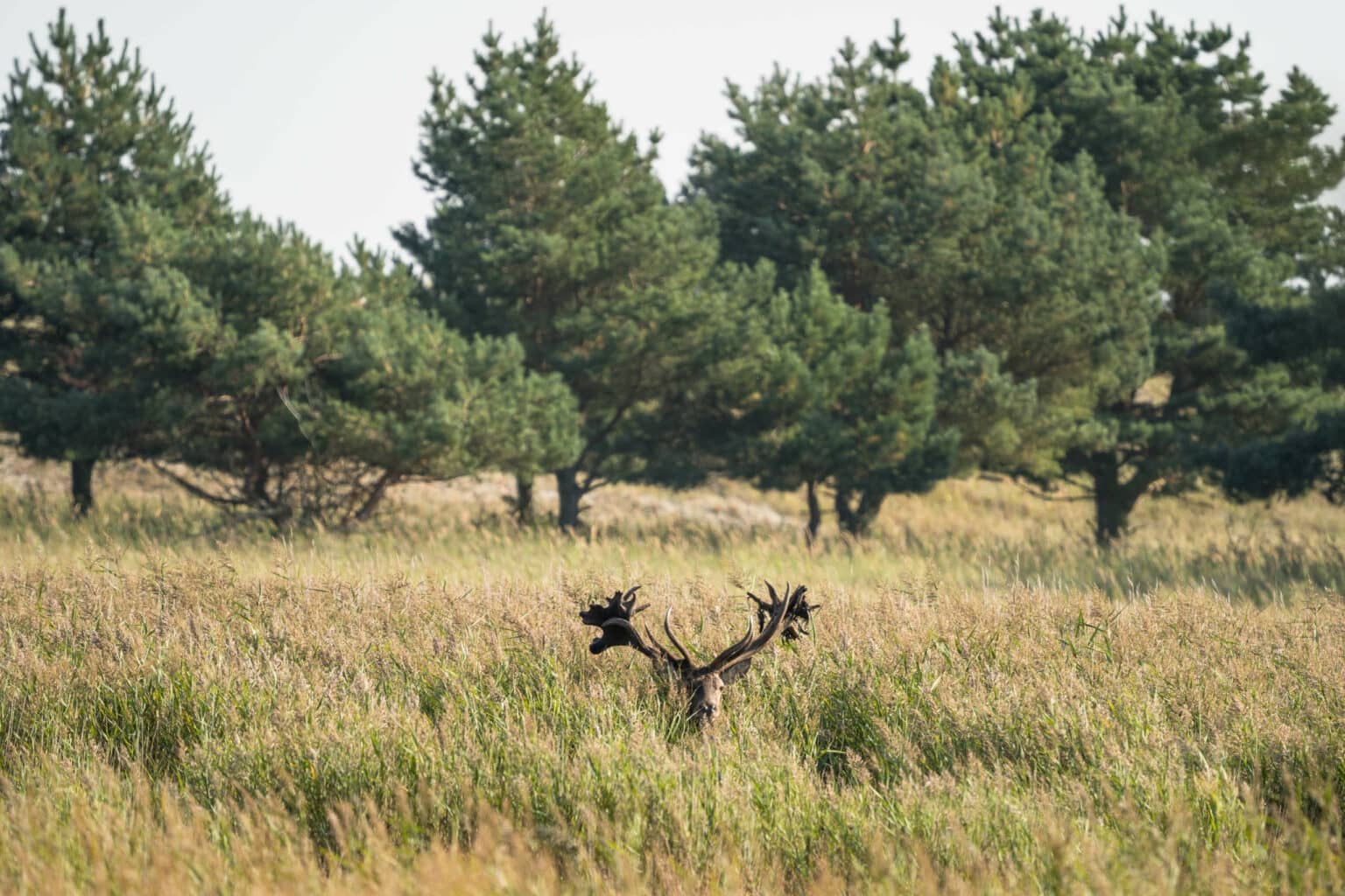 Einen so imposanten Hirsch wie diesen werden die meisten Menschen nur einmal im Leben sehen.