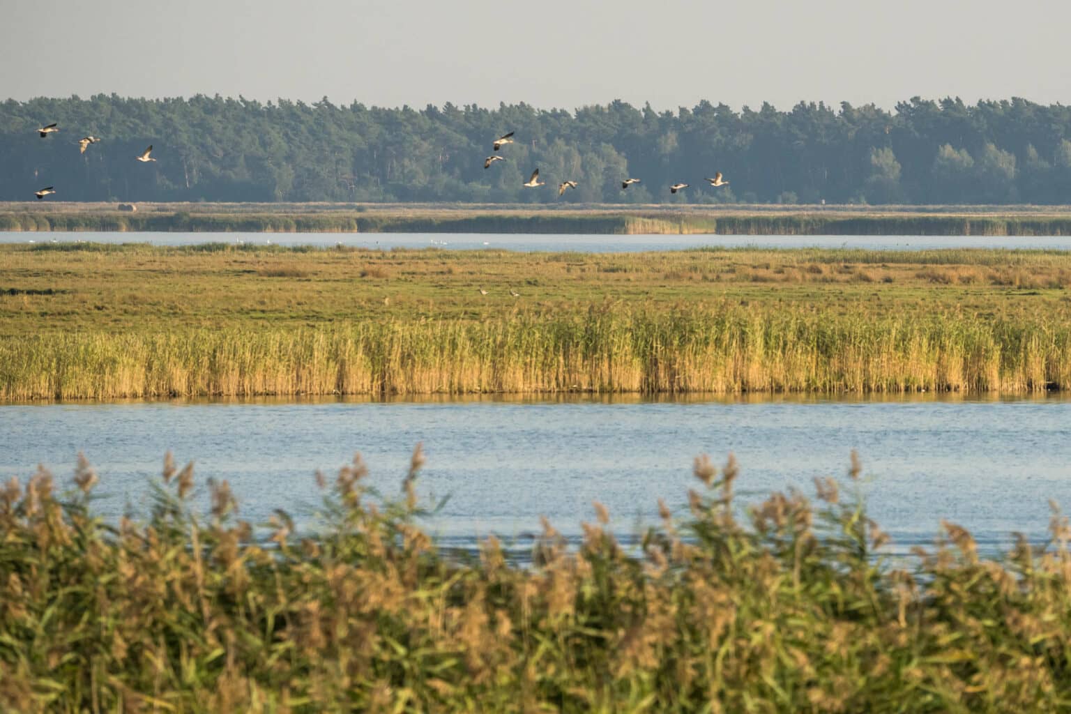 Kranichanflug auf der Großen Kirr bei Zingst.