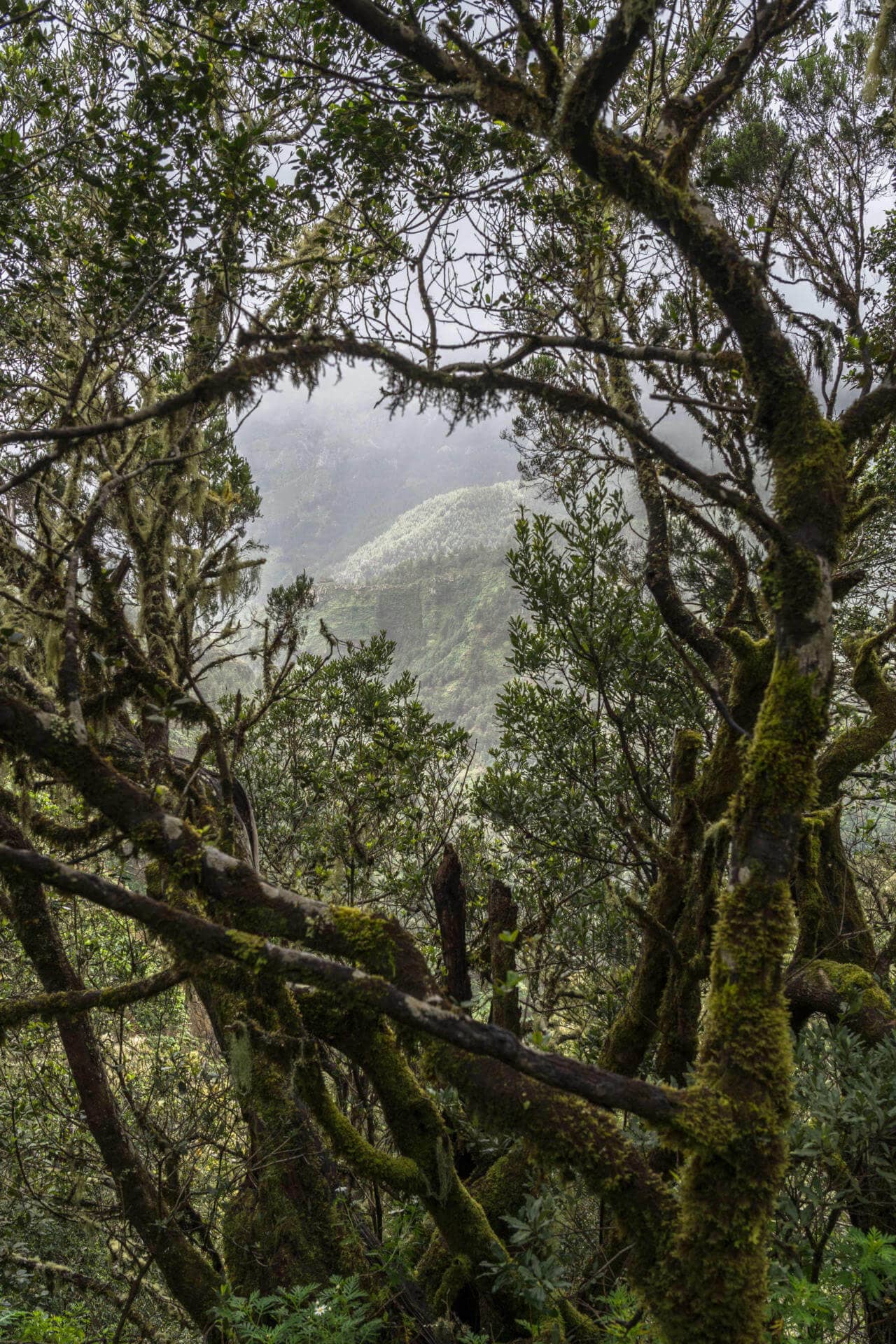 Eine Wanderung durch den immergrünen Lorbeerwald ist ein Muss.