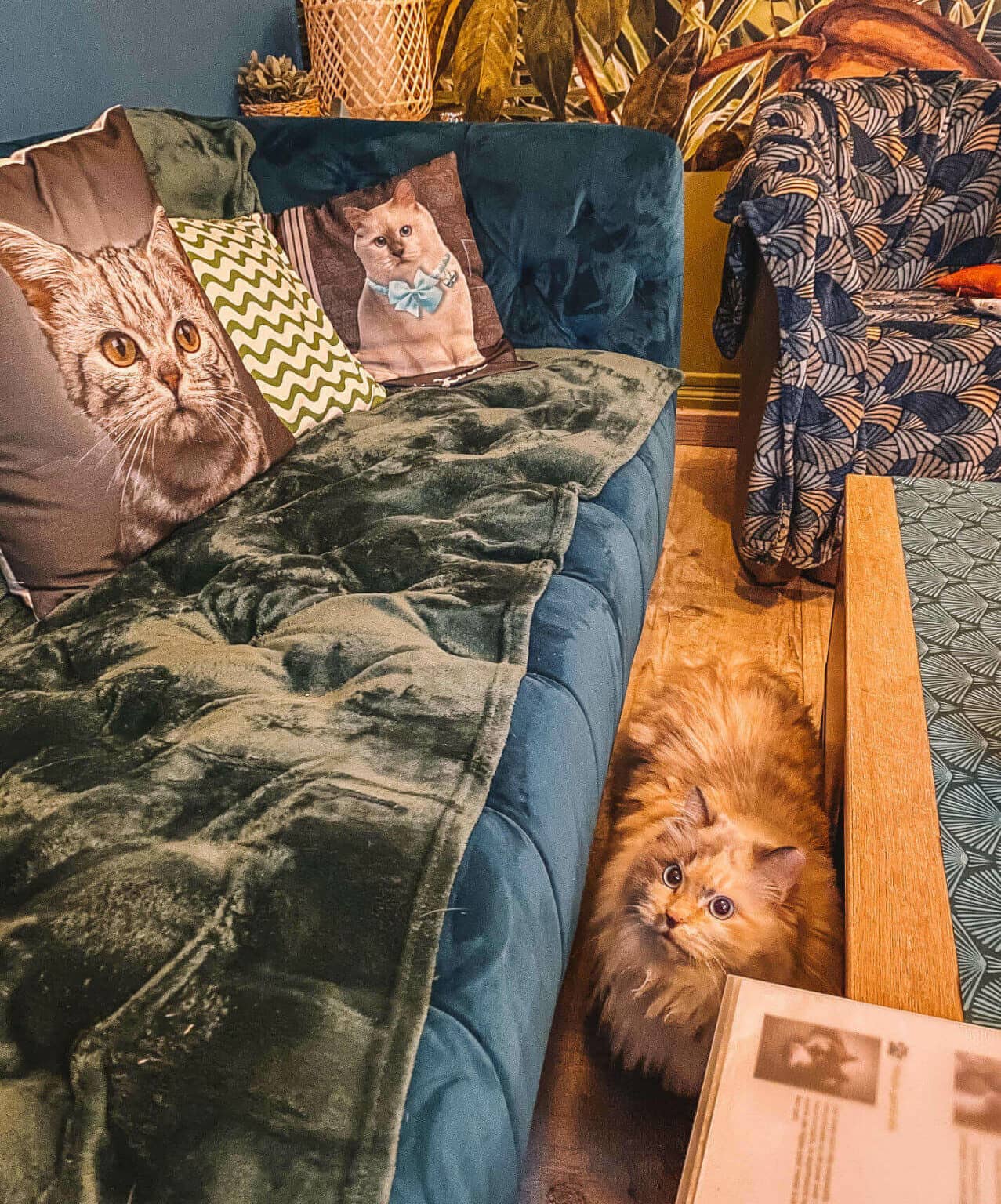 Eine Katze blickt zwischen gemütlichen Sofas und Tischen im Katzencafé Chatperlipopette hindurch.
