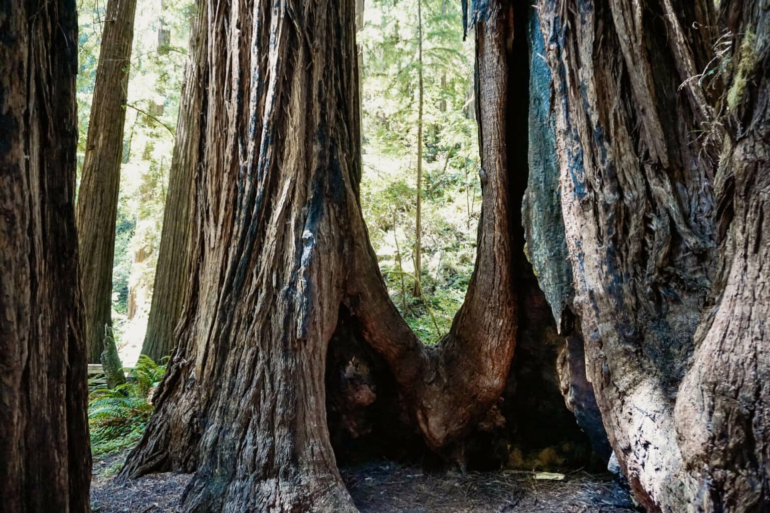Das Muir Woods National Monument bietet tolle Wander- und Spazierwege. 