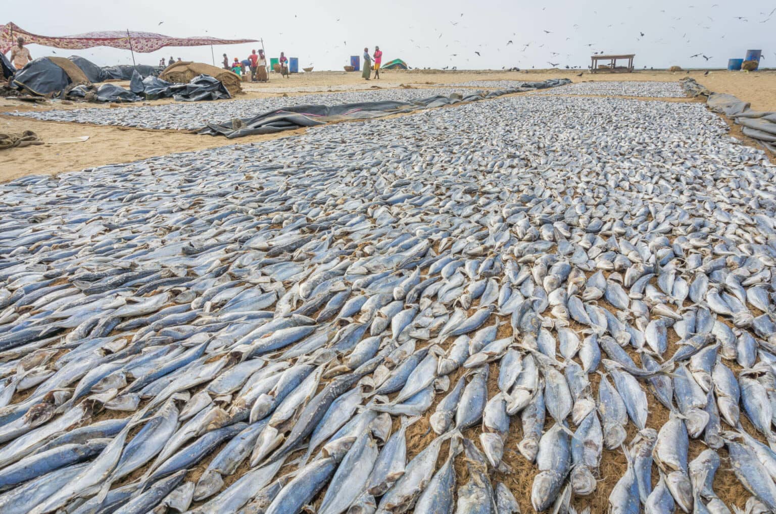 Der Fischmarkt verströmt eine sehr spezielle Atmosphäre.