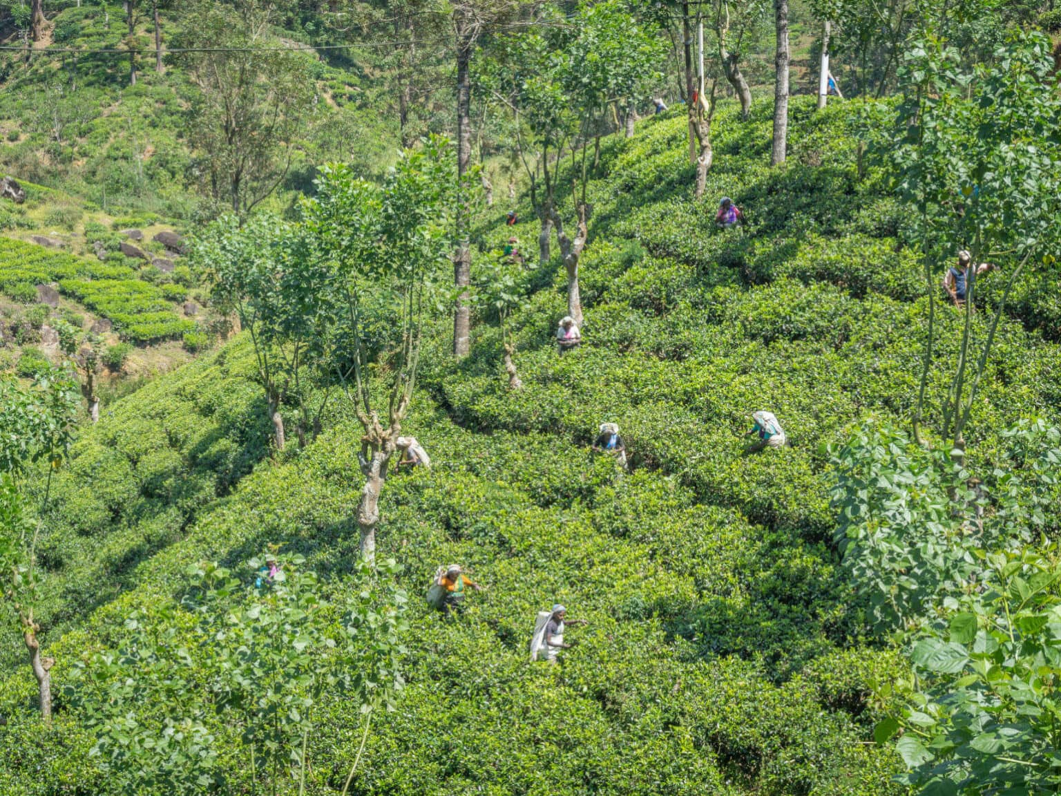 Die Teeplantagen auf Sri Lanka zu Besuchen ist definitiv ein Highlight für alle Teeliebhaber.